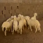 خرفان حري 10