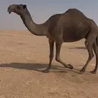 ناقه صفرا دبسا ضريبه على جميع الشروط