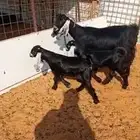 عارضيه تامه متاومه