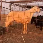 خروف فاخر صنف