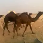 حشو قعدان بلدي العدد 9 الموقع الخرج