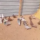 حمام للبيع العدد 10 جوز