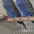 بادجي بلاك فيس تاف