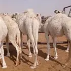 قعدان قصب العدد 5