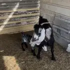 معزا العدد2