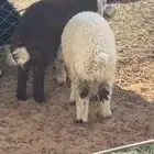 بهم نعيم ونجد