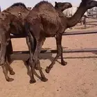 حاشي قعدان مجاهيم