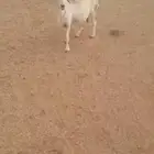 ضان حرية البيع عال السوم