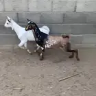 تيوس حص سمان فل