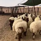 رخال نعيم وحريات