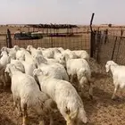 رخال حريات طيبه