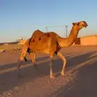 ضروبه شقحاء كفوو