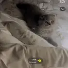 قطط سكوتش فولد