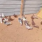 حمام مصري للبيع