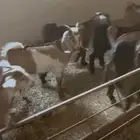 11 تيس فل شحم