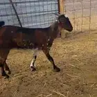 جفرة عمرها 4 شهور