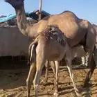 خيبر الشمالية