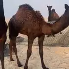 حشو سمان وتجمل