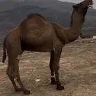 بعير اصفر مشروط