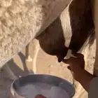 خلفات للبيع