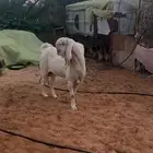 تيس مطور فاخر ابيض