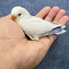 فرخ روز نهايه غر