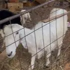 نعجة نجدية شاة