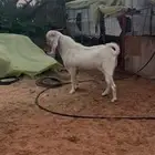 تيس مطور فاخر جرم طيب