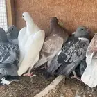 زغاليل فروخ ذبح زاجل وبلدي