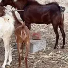 فحل ادهم ادبس محايلي متاوم