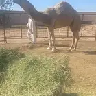 للبيع قعود ثني باتلي ولد حراق النهدي ومعه تحليله