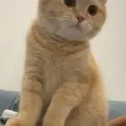 قط سكوتش تبن ي فالنعيريه