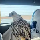 للبيع طير حر