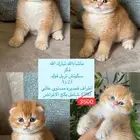 قط للبيع عمره ثلاثه شهور