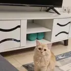 قط ذكر للتبني عمرو سنة ونص