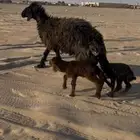 رغوث عربيه توم