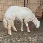 فحل صنف جذع ابوه من حلال الصياد