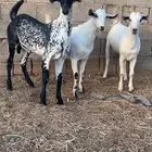 تيوس بلدي مخصاه