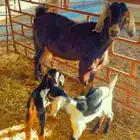 عنز عارضيه تحتها اثنين تيوس