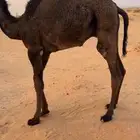 قعود لباني