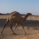 بكره شقحا كفو للبيع