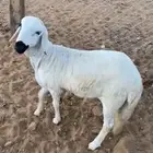 سواكن للبيع