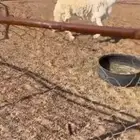 خروف صنف فاااخر