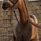 مهره واهو شيخة