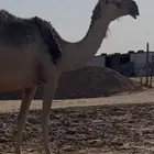 خفوت ضريبه حمرا