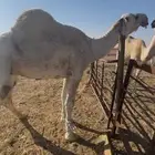 بعير حيسوني وعليه وسم الحيسوني