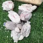 للبيع فروخ روز