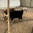 طلي نحدي ونعيمي