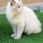 قطة انثى تبني