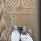 حمام باكستاني